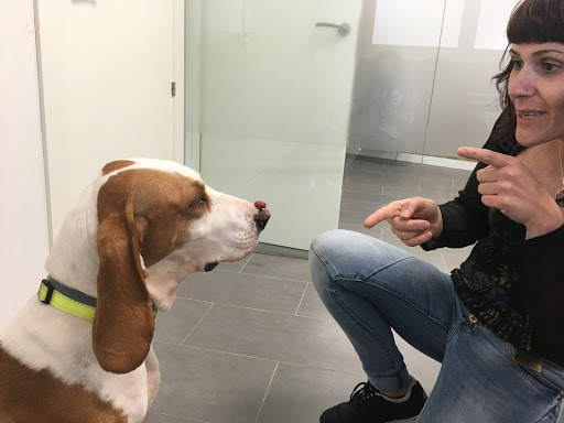 Clínica Veterinaria Hispanidad en Zaragoza