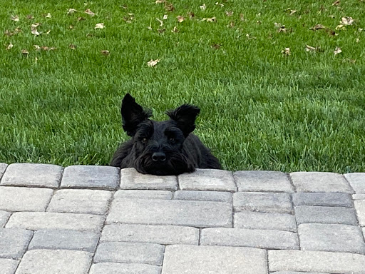 Pet Supply Store «Just Pets», reviews and photos, 8874 Maximus Dr, Lone Tree, CO 80124, USA