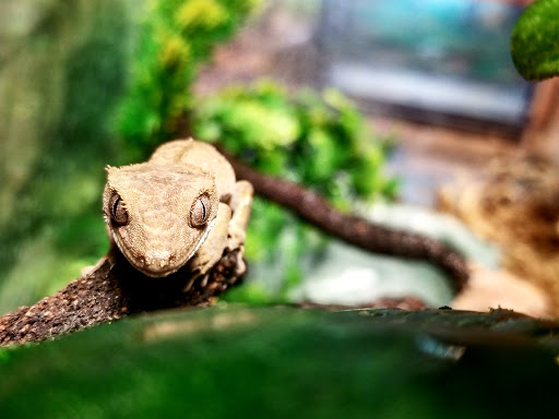 Pet Supply Store «CountryMax - Geneseo», reviews and photos, 4101 Lakeville Rd, Geneseo, NY 14454, USA