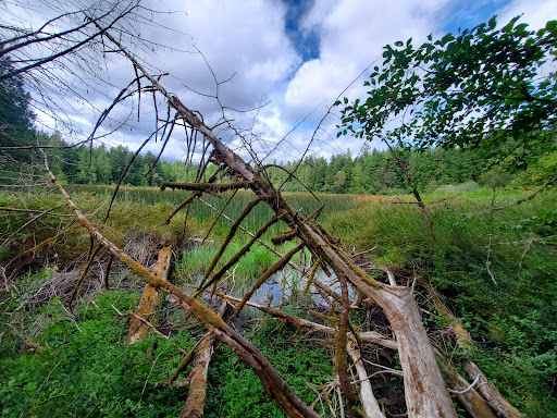 Nature Preserve «Gazzam Lake Nature Preserve», reviews and photos, 6105 NE Marshall Rd, Bainbridge Island, WA 98110, USA