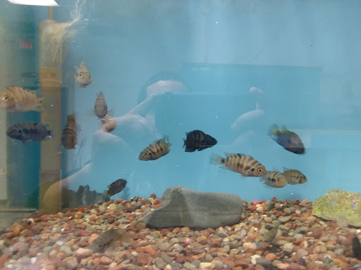 Pet Store «Fish & Pets Ranch», reviews and photos, 10100 Kleckley Dr, Houston, TX 77075, USA