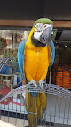 Best Parrot Shops In Antalya Near You