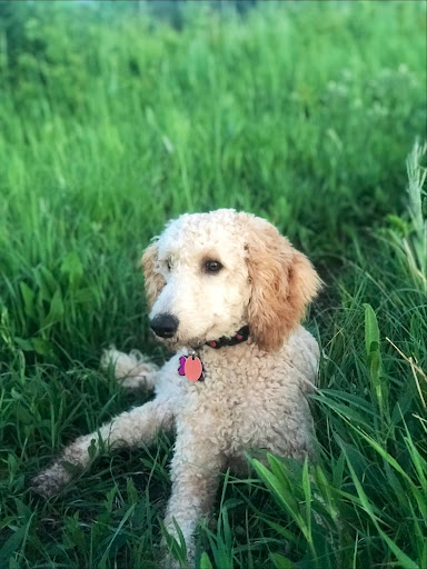 Pet Supply Store «Your Pet Stop», reviews and photos, 501 E 41st St, Sioux Falls, SD 57105, USA