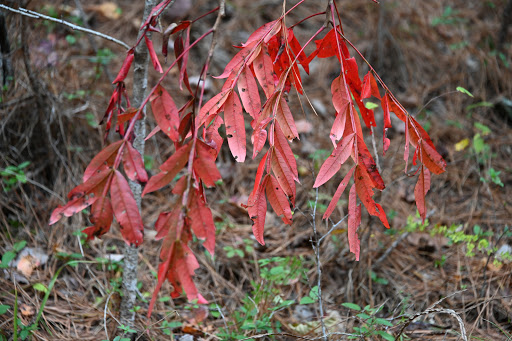 Park «Bowie Nature Park», reviews and photos, 7211 Bowie Lake Rd, Fairview, TN 37062, USA