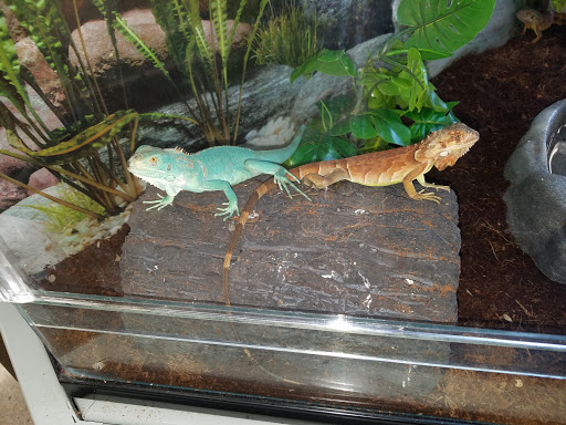 Pet Supply Store «Petco Animal Supplies», reviews and photos, 3452 W Chandler Blvd, Chandler, AZ 85226, USA