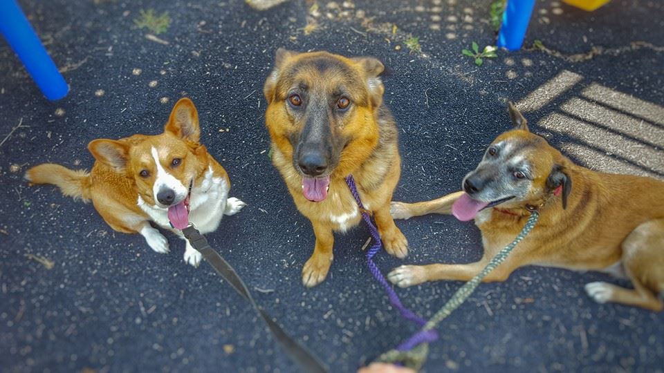 Camo Cross Dog Training and Grooming