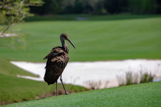 Golf Club «Shingle Creek Golf Club», reviews and photos, 9939 Universal Blvd, Orlando, FL 32819, USA