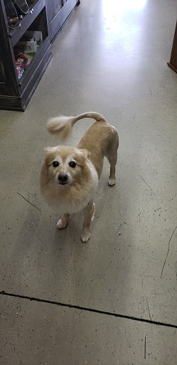 Pet Groomer «ITIG Happy Dog Wash», reviews and photos, 6465 S Chickasaw Trail, Orlando, FL 32829, USA