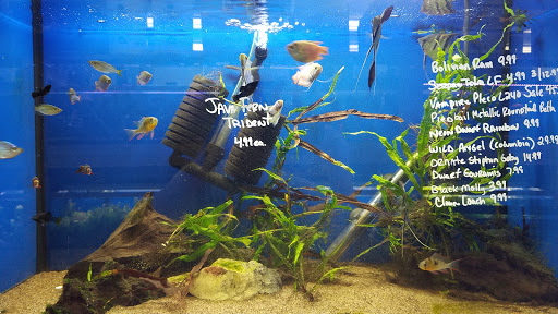 Tropical Fish Store «Ocean Design Aquarium», reviews and photos, 7542 W Addison St, Chicago, IL 60634, USA