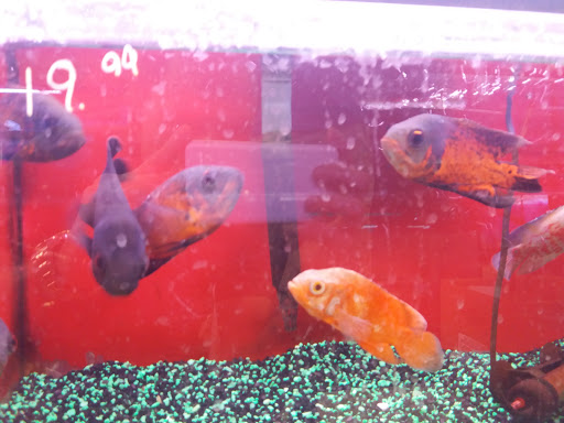 Pet Supply Store «Whiteway Pet Shop», reviews and photos, 950 Elizabeth Ave, Elizabeth, NJ 07201, USA