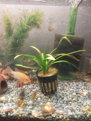 Pet Store «Critters & Co Pet Center», reviews and photos, 11042 WA-525, Clinton, WA 98236, USA