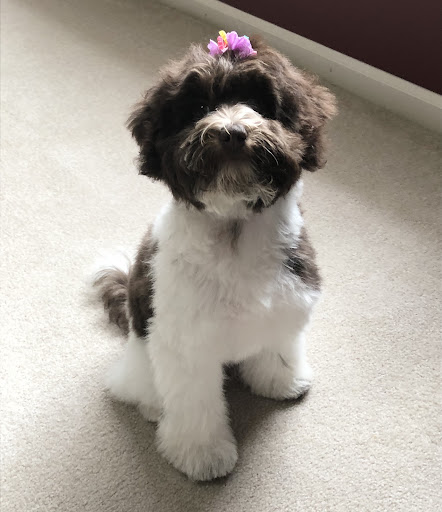 Pet Supply Store «PetSmart», reviews and photos, 45050 Northpointe Blvd, Utica, MI 48315, USA