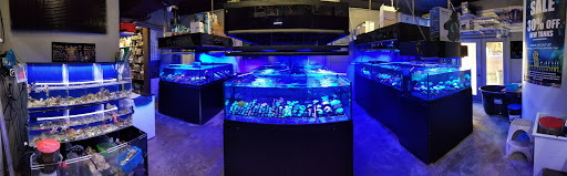 Tropical Fish Store «Blue Earth Corals & Aquariums», reviews and photos, 5791 Desoto Rd, Lake Worth, FL 33463, USA