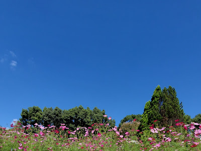 √100以上 和歌山 緑化センター 梅 180097-和歌山 緑化センター 梅