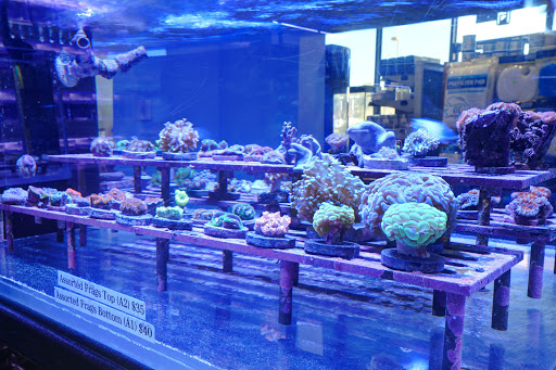 Aquarium «Artistic Aquariums, Inc», reviews and photos, 3400 N Arizona Ave #111, Chandler, AZ 85225, USA