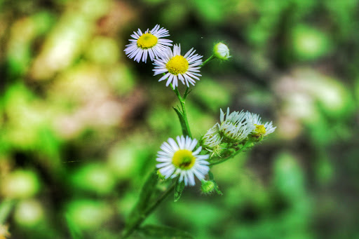 Park «Mansfield Park», reviews and photos, 85 Walker St, Massapequa Park, NY 11762, USA