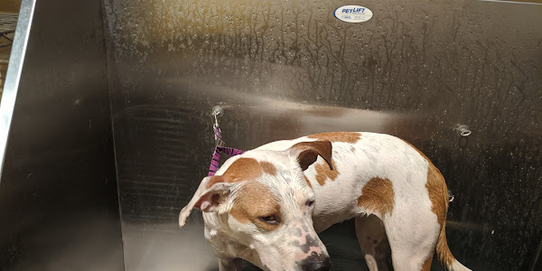 Dirty Dawgs DIY Dog Wash & Grooming Service