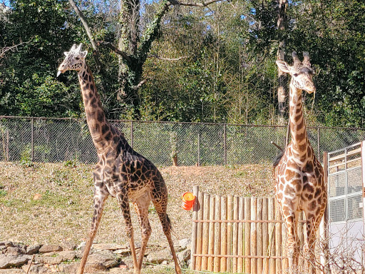 Park «Cleveland Park», reviews and photos, Cleveland Park Drive & East Washington, Greenville, SC 29601, USA