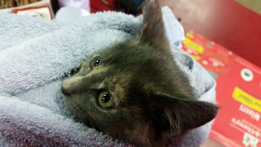 Pet Supply Store «One of the Family Pet Supply LLC», reviews and photos, 288 Lincoln Blvd, Middlesex, NJ 08846, USA