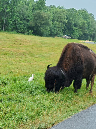 Nature Preserve «Elk and Bison Prairie», reviews and photos, Elk & Bison Prairie Rd, Golden Pond, KY 42211, USA
