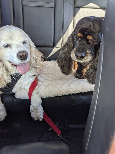 Pet Supply Store «PetSmart», reviews and photos, 1160 Stafford Market Pl, Stafford, VA 22556, USA