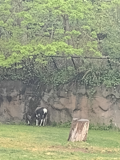 Zoo «Oregon Zoo», reviews and photos, 4001 Southwest Canyon Road, Portland, OR 97221, USA