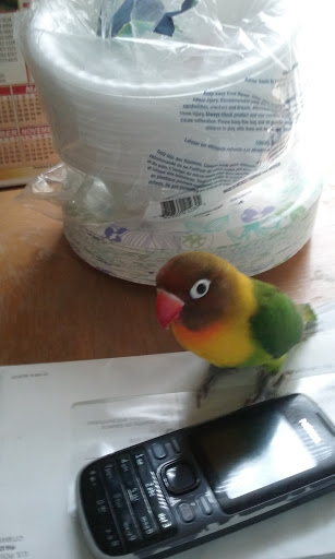 Pet Supply Store «Petco Animal Supplies», reviews and photos, 1524 Old Country Rd, Riverhead, NY 11901, USA