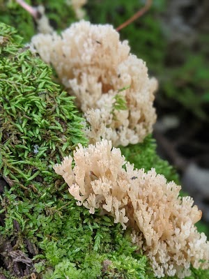 Sycamore Trails - photo 15