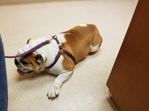 VCA All Pets Animal Hospital