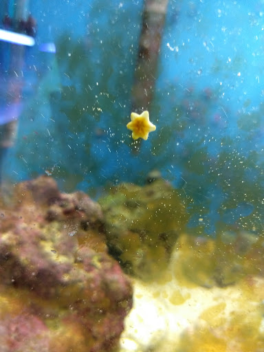 Aquarium «Syracuse Aquarium & Pond Supply», reviews and photos, 4618 North St, Jamesville, NY 13078, USA