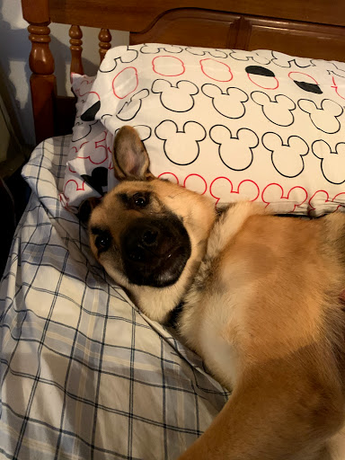 Pet Supply Store «Petco Animal Supplies», reviews and photos, 20111 US-19 #201c, Cranberry Twp, PA 16066, USA