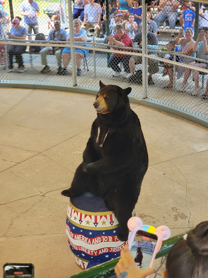 The Bear Show