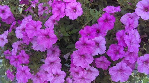 Park «Military Park», reviews and photos, 51 Park Pl, Newark, NJ 07102, USA