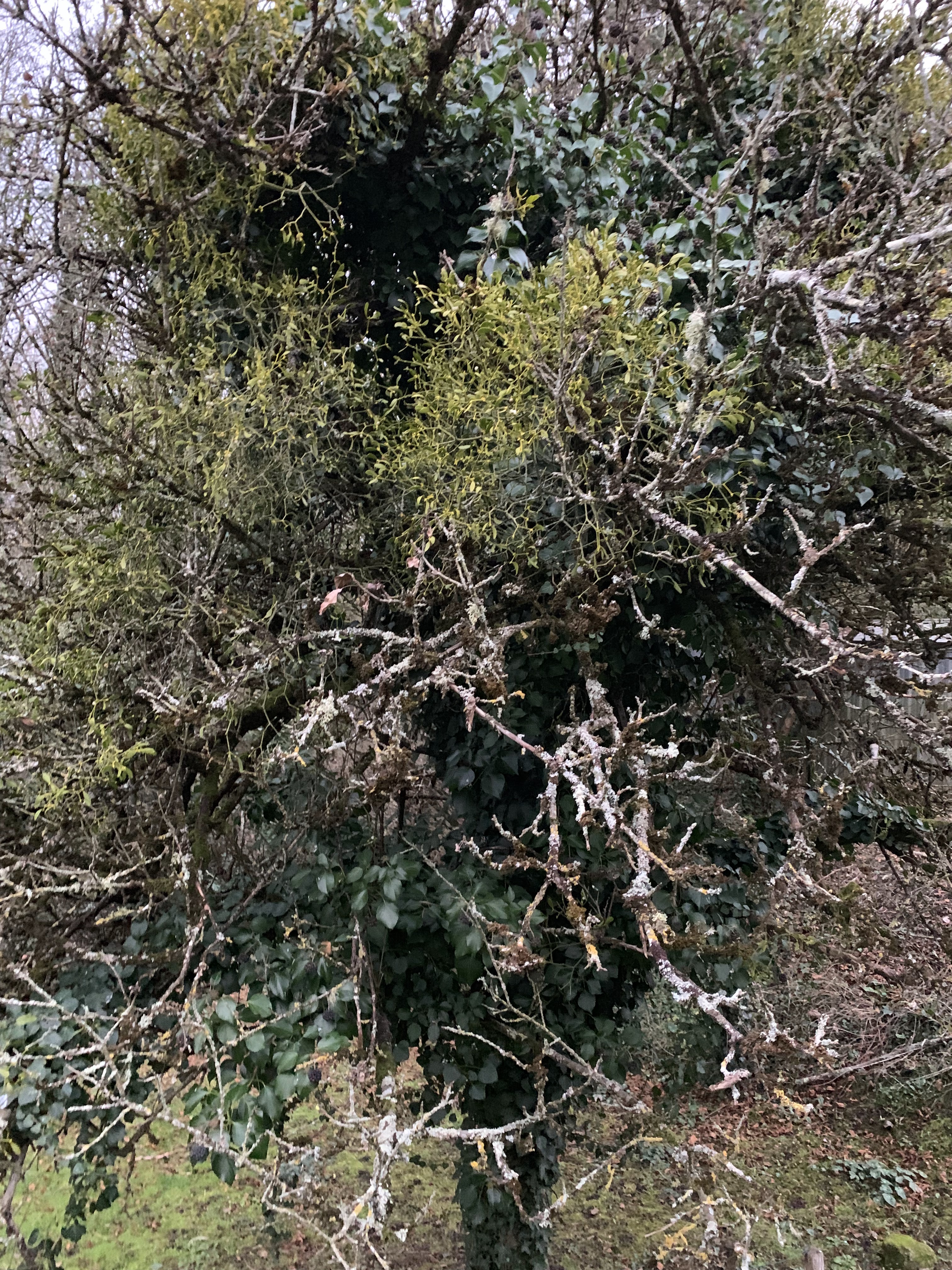 Photo n° 3 de l'avis de 55.o fait le 16/01/2019 à 06:43