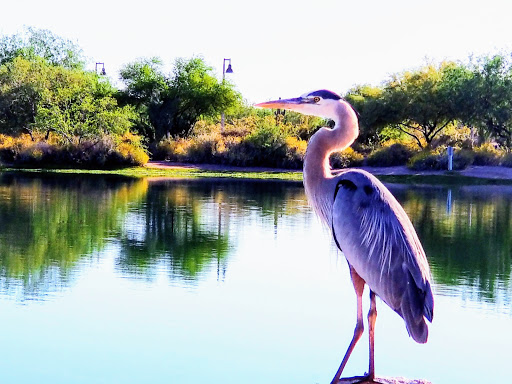 Park «Veterans Oasis Park», reviews and photos, 4050 E Chandler Heights Rd, Chandler, AZ 85249, USA