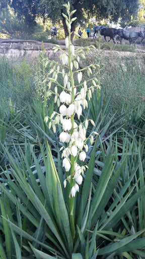 Tourist Attraction «Pioneer Plaza», reviews and photos, 1428 Young St, Dallas, TX 75202, USA