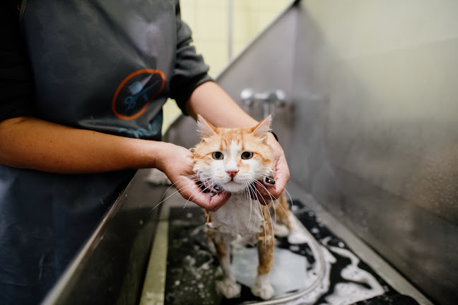 Comentários e avaliações sobre o Policlínica Veterinária de Aveiro