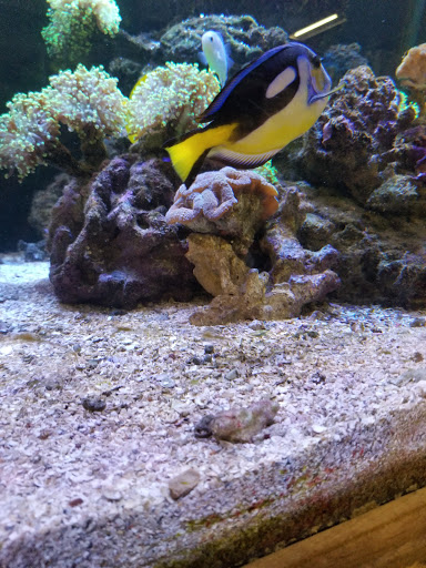 Pet Store «M V Pets», reviews and photos, 7429 S Westnedge Ave, Portage, MI 49002, USA