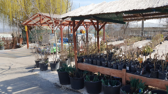 Értékelések erről a helyről: Andi Kertészet - díszfüvek, haszonnövények, örökzöldek, bambuszok, Pomáz - Kertészkedő