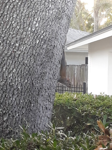 Golf Course «Countryside Country Club», reviews and photos, 3001 Countryside Blvd, Clearwater, FL 33761, USA