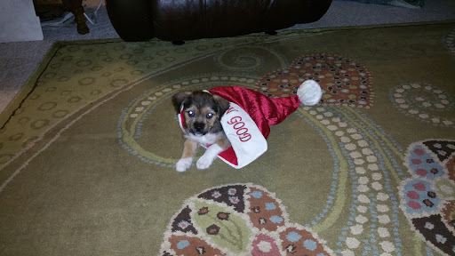 Pet Store «Hendersonville Pet Shop», reviews and photos, 1400 Spartanburg Hwy, Hendersonville, NC 28792, USA