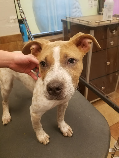 Pet Supply Store «PetSmart», reviews and photos, 5810 Antioch Rd, Merriam, KS 66202, USA