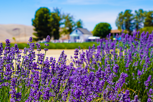 The Lavender Garden image