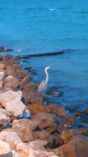 Tourist Attraction «Rockport Pier», reviews and photos, 1298 E Market St, Rockport, TX 78382, USA