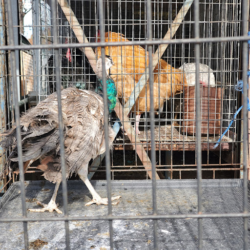 Flea Market «Parkland Flea Market & Restaurant», reviews and photos, 4994 Murfreesboro Rd, Lebanon, TN 37090, USA