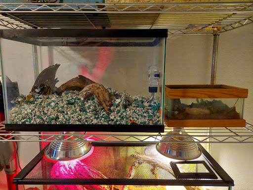 Pet Store «CUSTOM CREATURES PET SHOP», reviews and photos, 10727 N 19th Ave, Phoenix, AZ 85029, USA