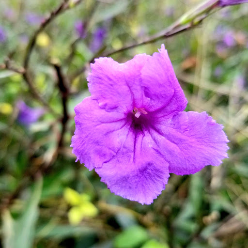 Country Club «Inverness Golf & Country Club», reviews and photos, 3150 S Country Club Dr, Inverness, FL 34450, USA