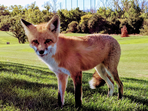 Golf Course «Los Lagos Golf Course», reviews and photos, 2995 Tuers Rd, San Jose, CA 95121, USA