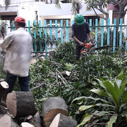 Jasa Tebang Pohon Surabaya