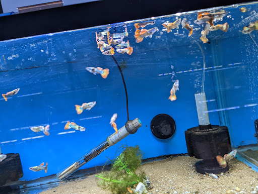 Pet Store «World of Wet Pets», reviews and photos, 8542 SW Apple Way, Portland, OR 97225, USA